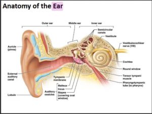 Anatomy of Ear – Anatomy